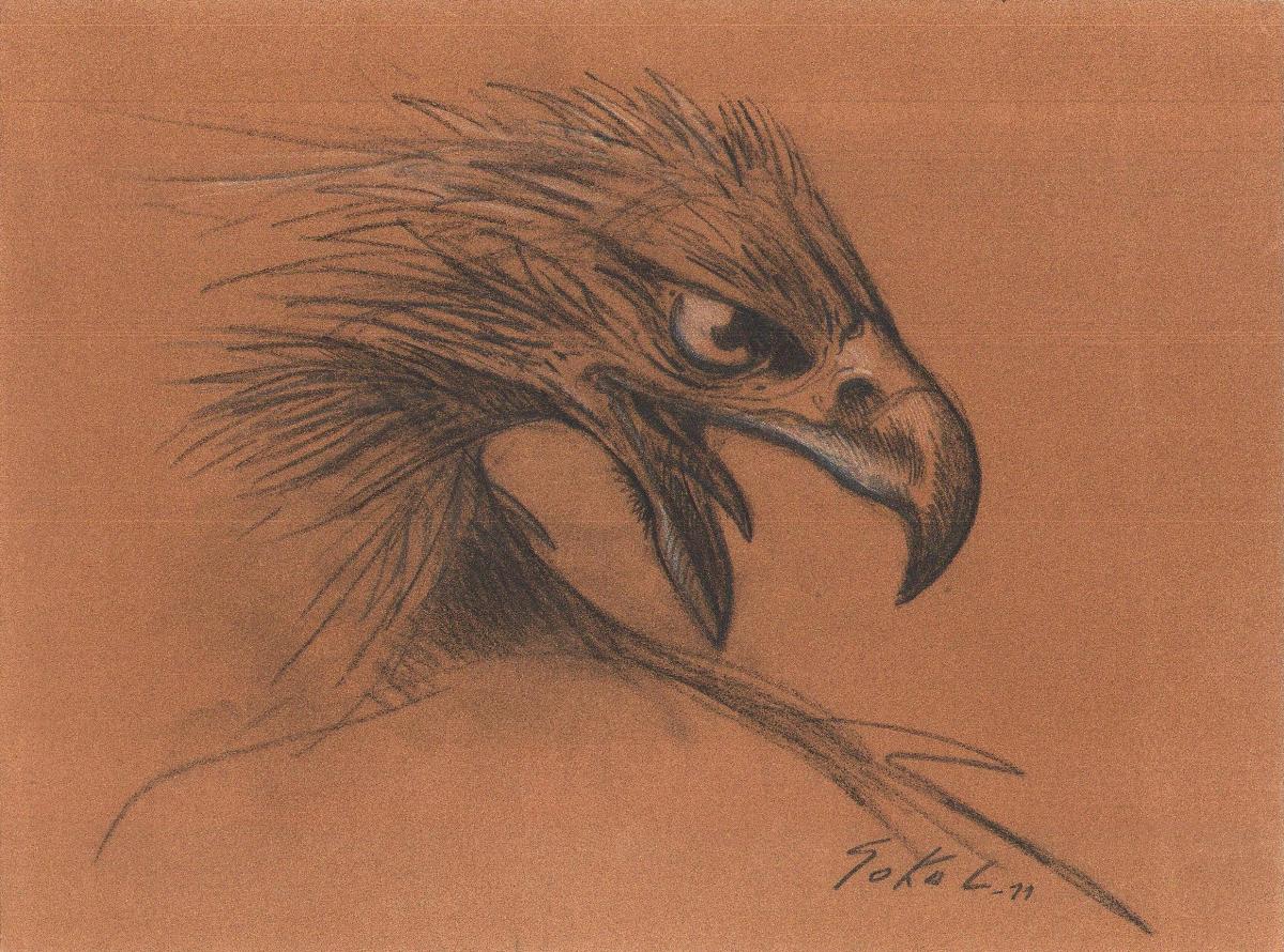 Illustration au crayon Aigle par Benoit Sokal